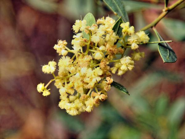 https://lemis.nyc3.digitaloceanspaces.com/grog/Photos/20130921/small/Acacia-myrtifolia.jpeg