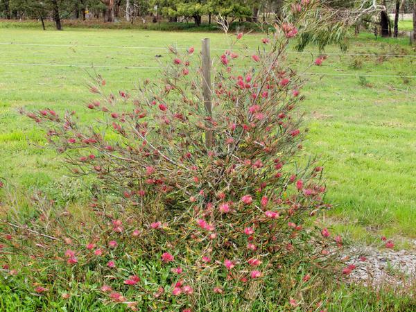 https://lemis.nyc3.digitaloceanspaces.com/grog/Photos/20130921/small/Grevillea-9.jpeg