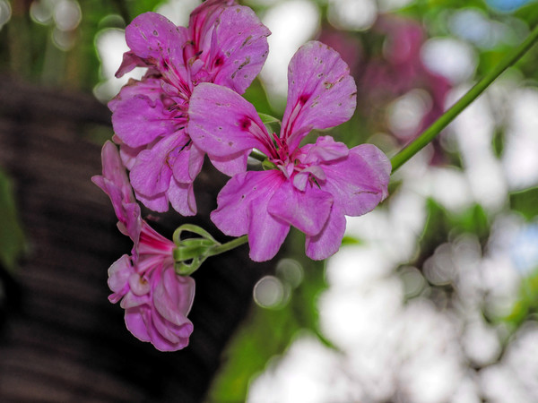 https://lemis.nyc3.digitaloceanspaces.com/grog/Photos/20140216/small/Pelargonium-4.jpeg