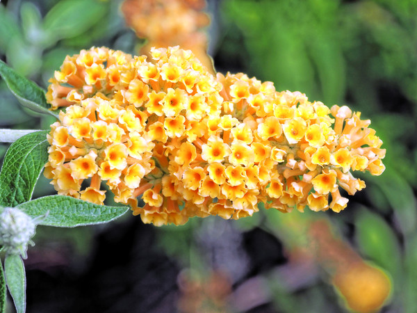 https://lemis.nyc3.digitaloceanspaces.com/grog/Photos/20140415/small/Buddleja-1.jpeg