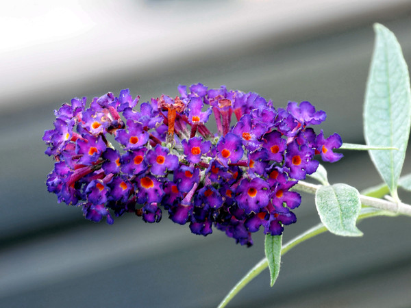 https://lemis.nyc3.digitaloceanspaces.com/grog/Photos/20140415/small/Buddleja-3.jpeg