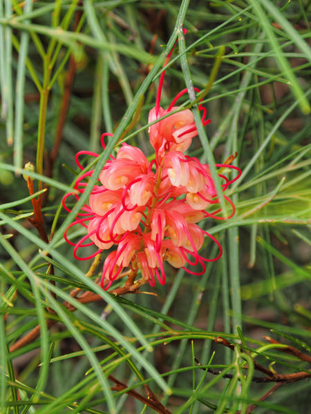 https://lemis.nyc3.digitaloceanspaces.com/grog/Photos/20140415/small/Grevillea.jpeg