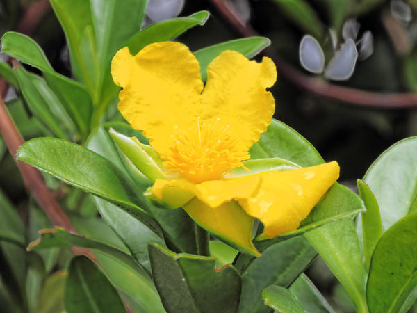 https://lemis.nyc3.digitaloceanspaces.com/grog/Photos/20140415/small/Hibbertia-scandens.jpeg