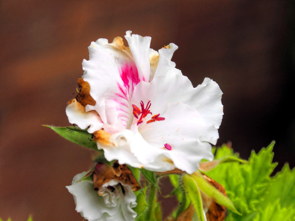 https://lemis.nyc3.digitaloceanspaces.com/grog/Photos/20140415/small/Pelargonium-1.jpeg