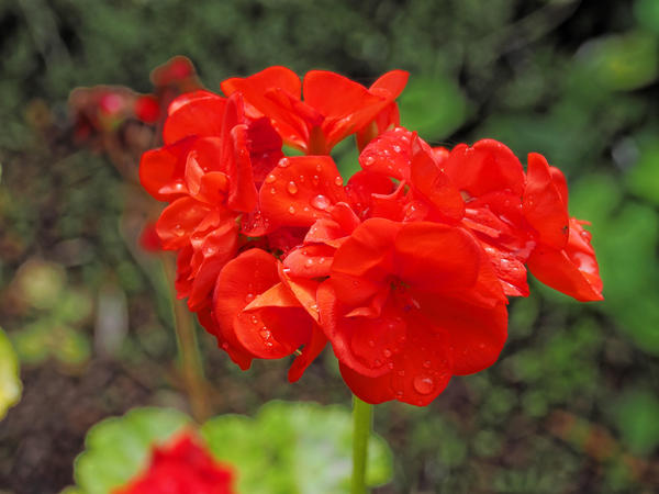 https://lemis.nyc3.digitaloceanspaces.com/grog/Photos/20140415/small/Pelargonium-2.jpeg