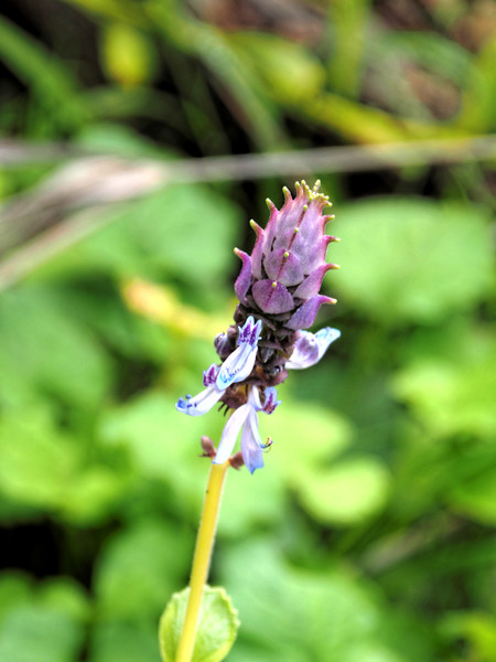 https://lemis.nyc3.digitaloceanspaces.com/grog/Photos/20140415/small/Plectranthus-caninus.jpeg