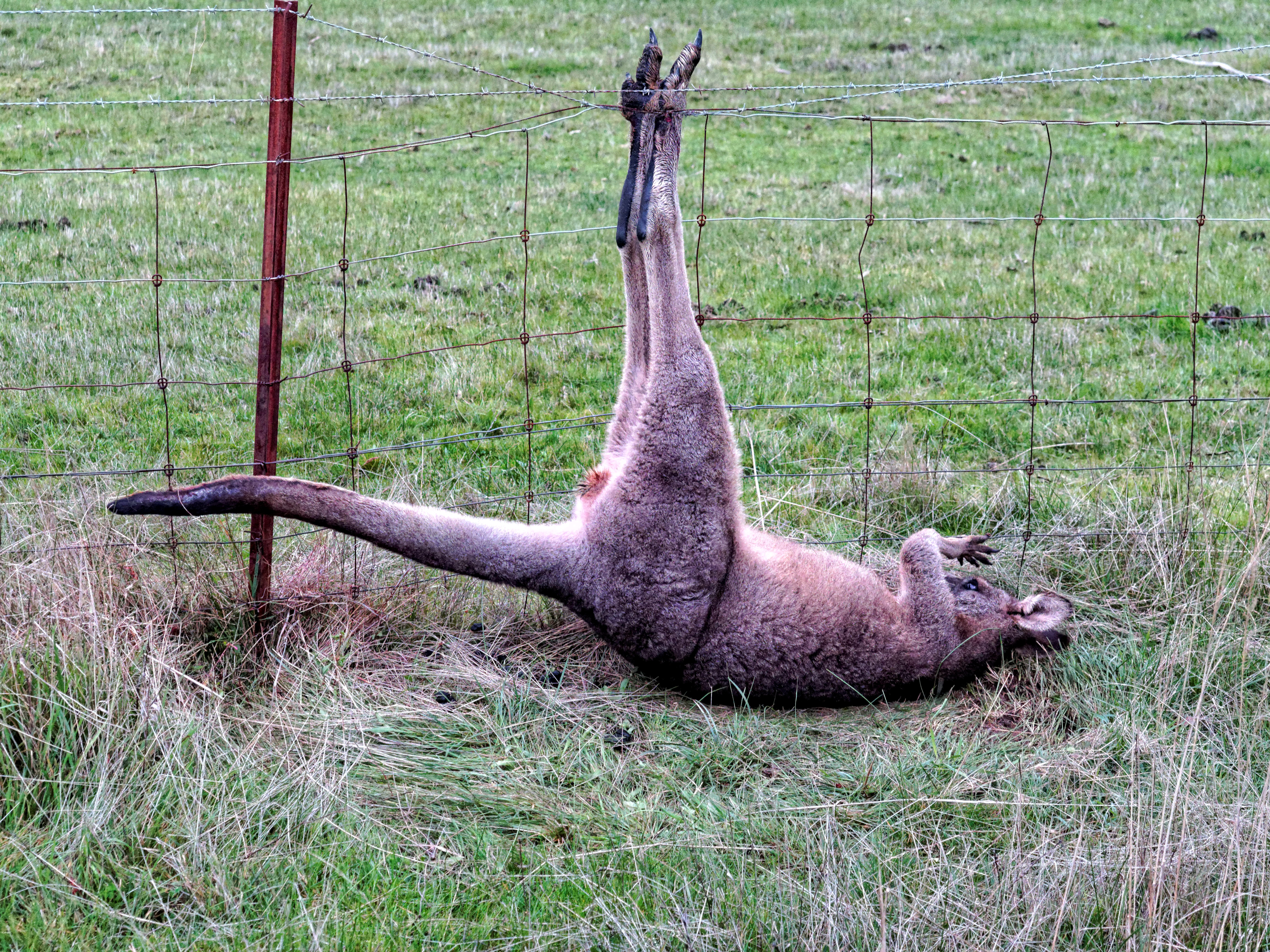 https://lemis.nyc3.digitaloceanspaces.com/grog/Photos/20140618/big/Trapped-kangaroo-1.jpeg