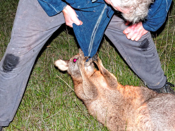 https://lemis.nyc3.digitaloceanspaces.com/grog/Photos/20140618/small/Trapped-kangaroo-46.jpeg