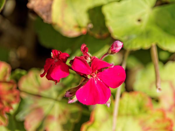 https://lemis.nyc3.digitaloceanspaces.com/grog/Photos/20140716/small/Pelargonium-1.jpeg