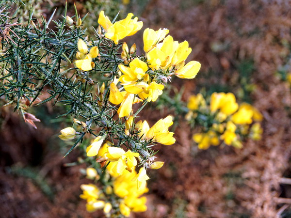 https://lemis.nyc3.digitaloceanspaces.com/grog/Photos/20140723/small/Gorse.jpeg