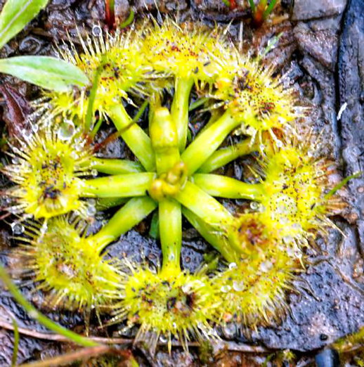https://lemis.nyc3.digitaloceanspaces.com/grog/Photos/20140812/small/Drosera-1-detail.jpeg