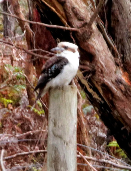 https://lemis.nyc3.digitaloceanspaces.com/grog/Photos/20140812/small/Kookaburra-detail.jpeg