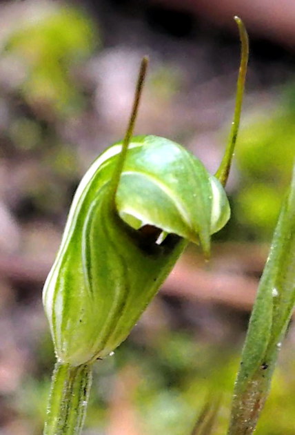 https://lemis.nyc3.digitaloceanspaces.com/grog/Photos/20140812/small/Pterostylis-4-detail.jpeg