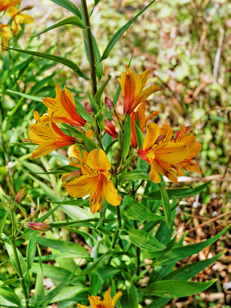 https://lemis.nyc3.digitaloceanspaces.com/grog/Photos/20141015/small/Alstroemeria-1.jpeg