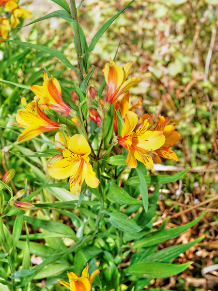 https://lemis.nyc3.digitaloceanspaces.com/grog/Photos/20141015/small/Alstroemeria-2.jpeg