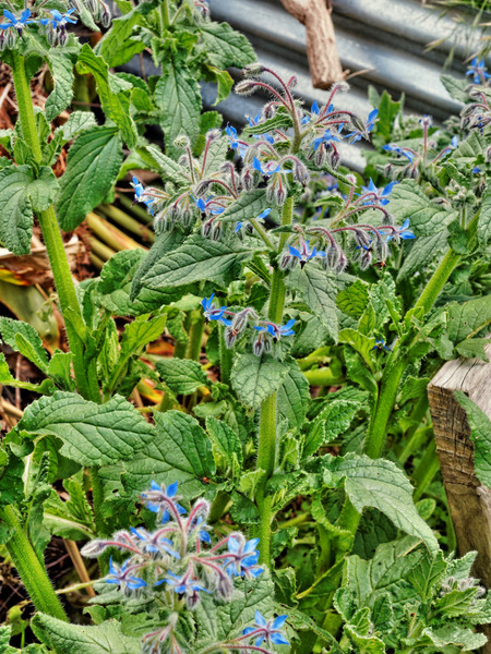 https://lemis.nyc3.digitaloceanspaces.com/grog/Photos/20141015/small/Borage.jpeg