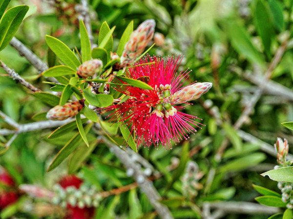 https://lemis.nyc3.digitaloceanspaces.com/grog/Photos/20141015/small/Callistemon.jpeg