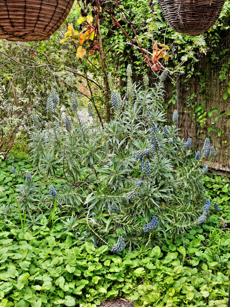 https://lemis.nyc3.digitaloceanspaces.com/grog/Photos/20141015/small/Echium-1.jpeg