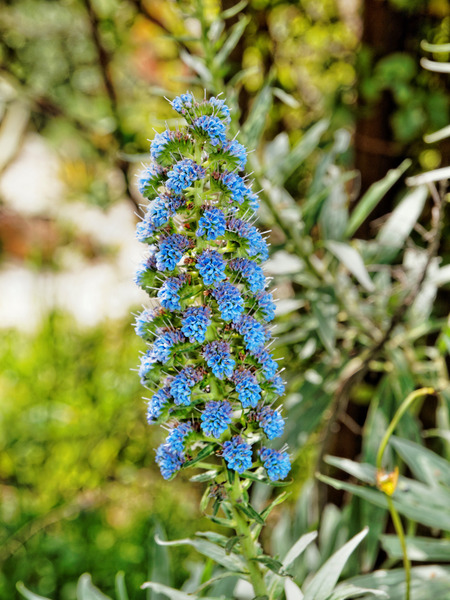 https://lemis.nyc3.digitaloceanspaces.com/grog/Photos/20141015/small/Echium-8.jpeg