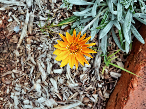 https://lemis.nyc3.digitaloceanspaces.com/grog/Photos/20141015/small/Gazania-1.jpeg
