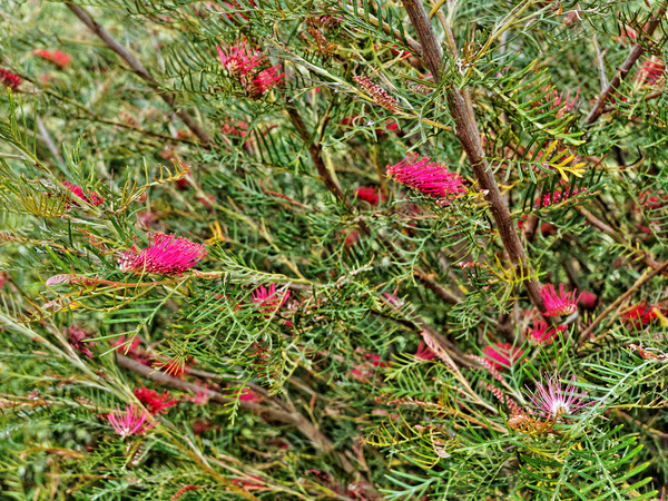 https://lemis.nyc3.digitaloceanspaces.com/grog/Photos/20141015/small/Grevillea-4.jpeg