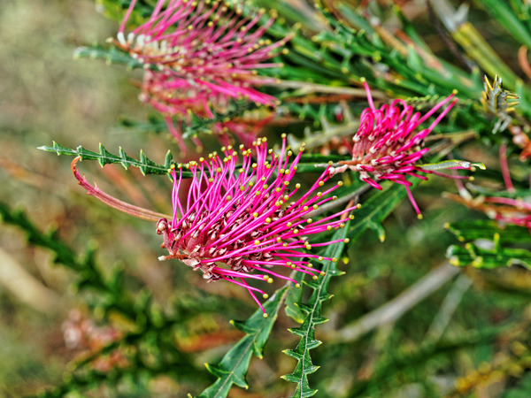 https://lemis.nyc3.digitaloceanspaces.com/grog/Photos/20141015/small/Grevillea-6.jpeg