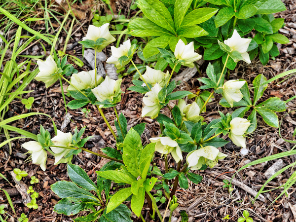 https://lemis.nyc3.digitaloceanspaces.com/grog/Photos/20141015/small/Hellebore-1.jpeg