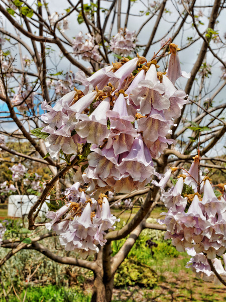 https://lemis.nyc3.digitaloceanspaces.com/grog/Photos/20141015/small/Paulownia-1.jpeg