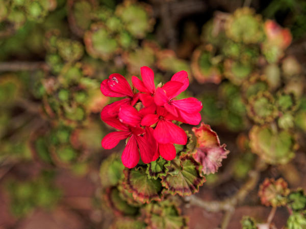 https://lemis.nyc3.digitaloceanspaces.com/grog/Photos/20141015/small/Pelargonium-1.jpeg
