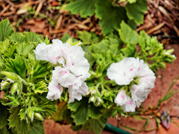 https://lemis.nyc3.digitaloceanspaces.com/grog/Photos/20141015/small/Pelargonium-rhodo.jpeg