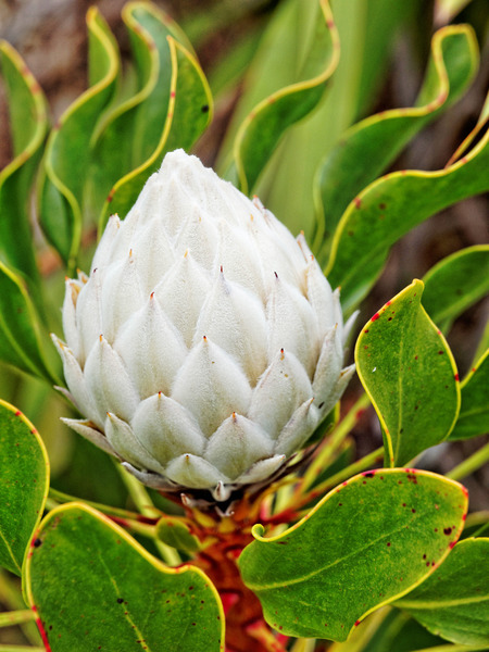 https://lemis.nyc3.digitaloceanspaces.com/grog/Photos/20141015/small/Protea.jpeg