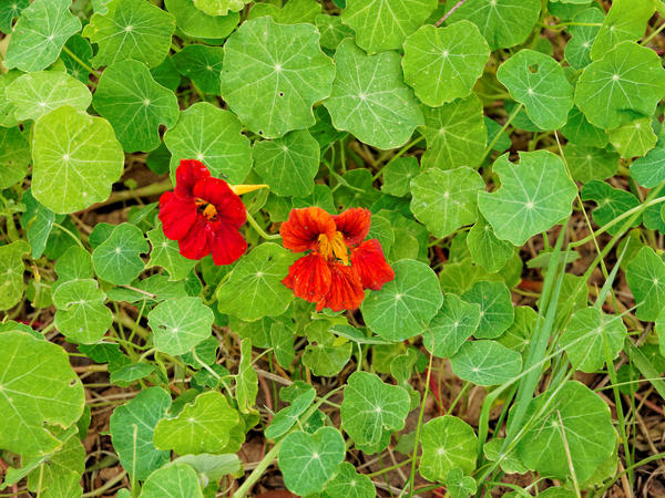 https://lemis.nyc3.digitaloceanspaces.com/grog/Photos/20141015/small/Tropaeolum-2.jpeg