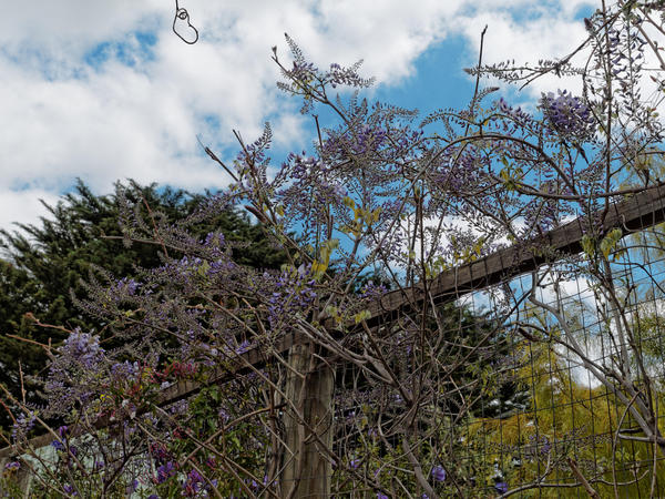 https://lemis.nyc3.digitaloceanspaces.com/grog/Photos/20141015/small/Wisteria-3.jpeg