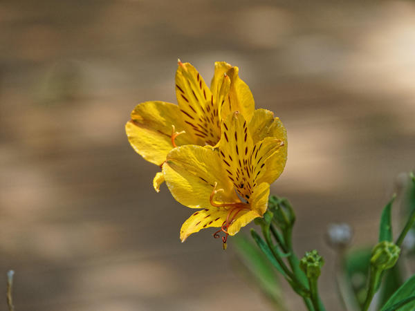 https://lemis.nyc3.digitaloceanspaces.com/grog/Photos/20141215/small/Alstroemeria.jpeg