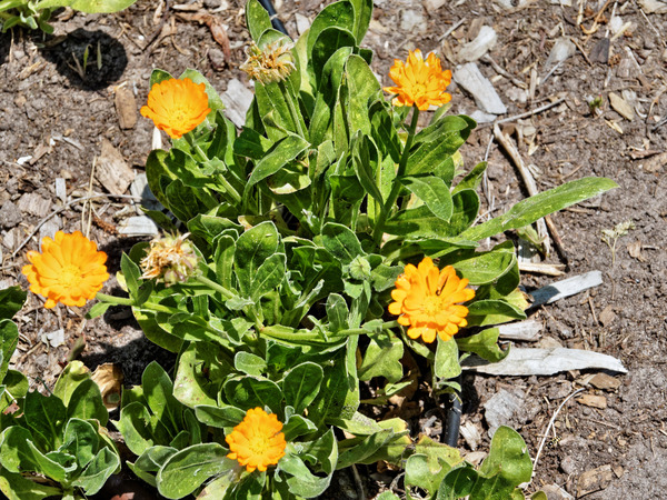 https://lemis.nyc3.digitaloceanspaces.com/grog/Photos/20141215/small/Calendula.jpeg