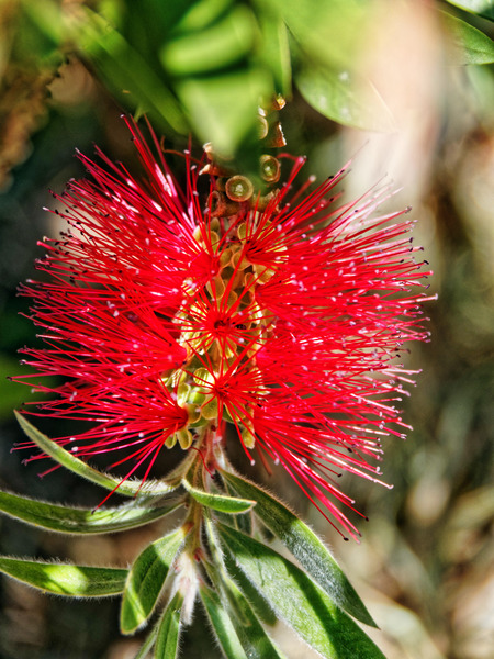 https://lemis.nyc3.digitaloceanspaces.com/grog/Photos/20141215/small/Callistemon-4.jpeg