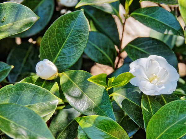 https://lemis.nyc3.digitaloceanspaces.com/grog/Photos/20141215/small/Camellia-1.jpeg