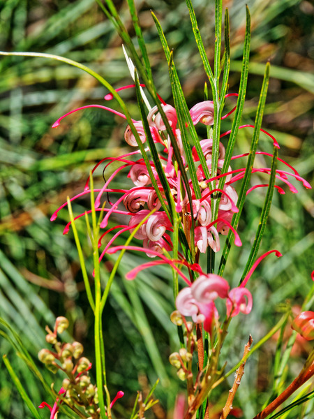 https://lemis.nyc3.digitaloceanspaces.com/grog/Photos/20141215/small/Grevillea-1.jpeg