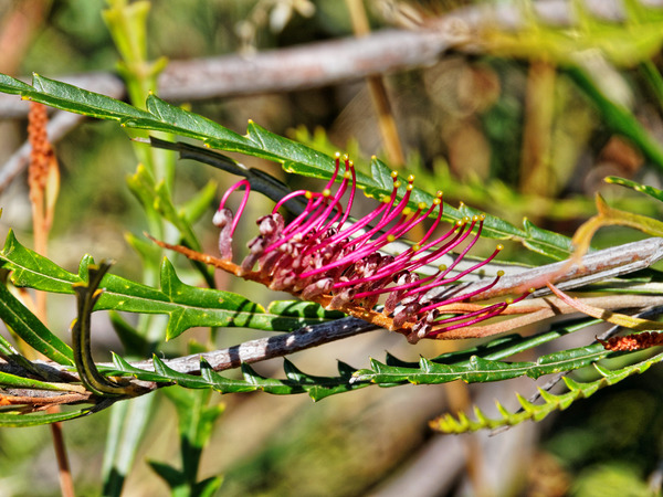 https://lemis.nyc3.digitaloceanspaces.com/grog/Photos/20141215/small/Grevillea-3.jpeg