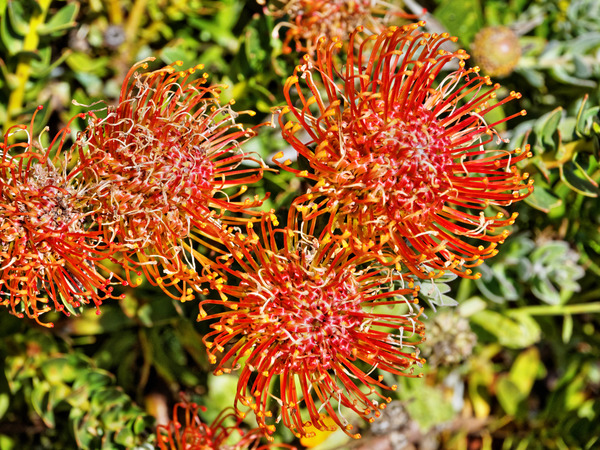 https://lemis.nyc3.digitaloceanspaces.com/grog/Photos/20141215/small/Leucospermum-cordifolium-2.jpeg