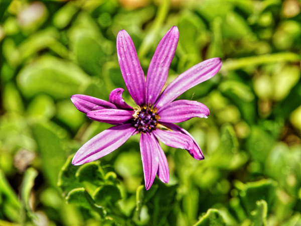 https://lemis.nyc3.digitaloceanspaces.com/grog/Photos/20141215/small/Osteospermum.jpeg