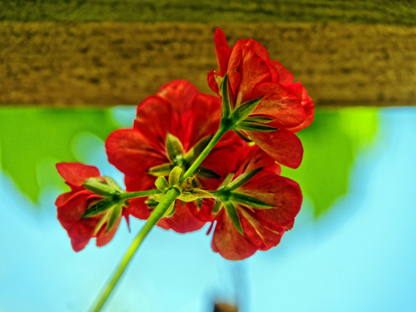 https://lemis.nyc3.digitaloceanspaces.com/grog/Photos/20141215/small/Pelargonium-7.jpeg