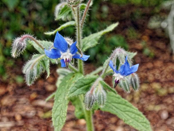 https://lemis.nyc3.digitaloceanspaces.com/grog/Photos/20141222/small/Borage.jpeg