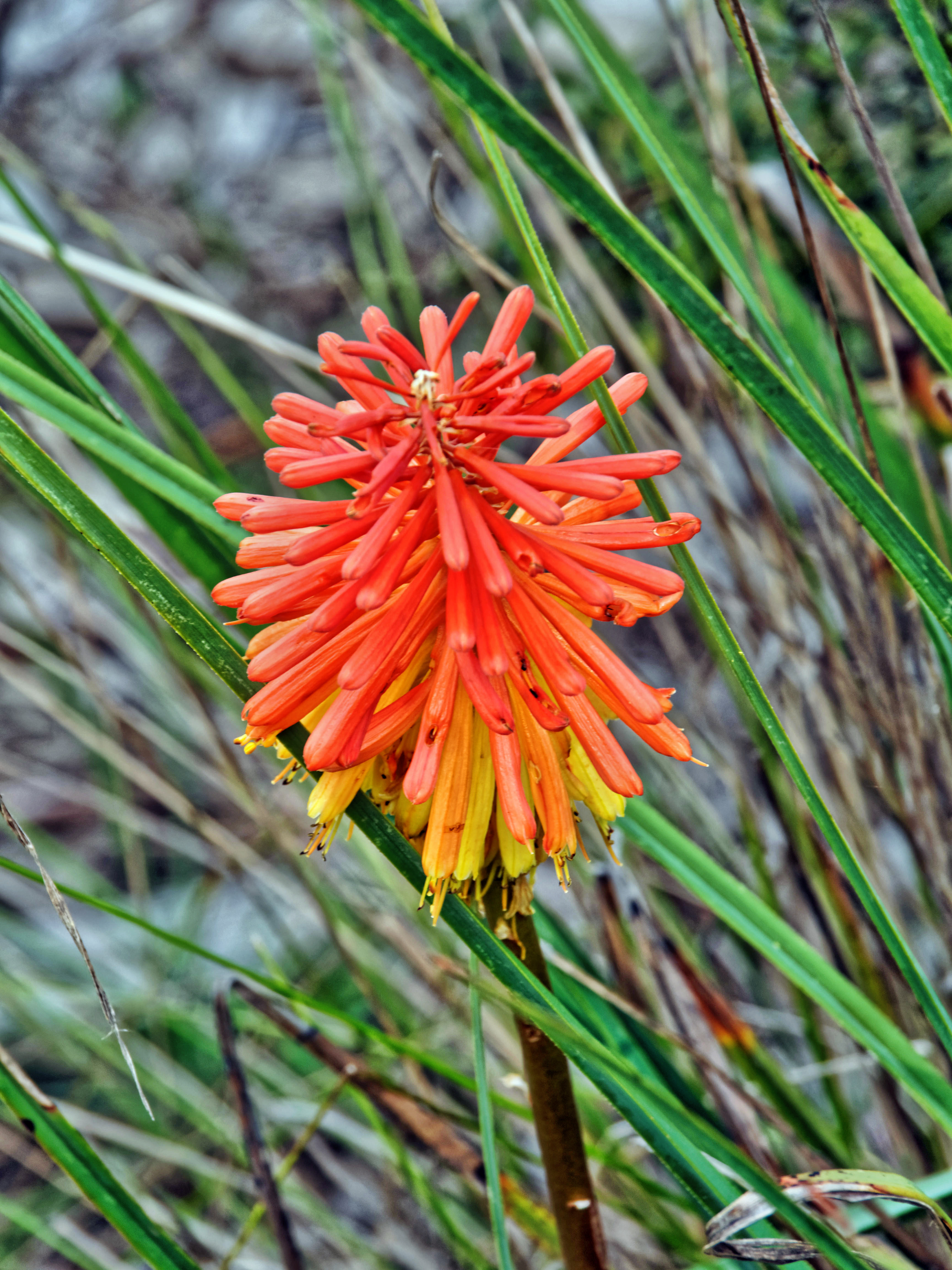 https://lemis.nyc3.digitaloceanspaces.com/grog/Photos/20150215/big/Kniphofia-2.jpeg