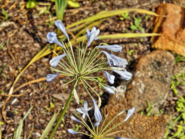 https://lemis.nyc3.digitaloceanspaces.com/grog/Photos/20150215/small/Agapanthus-1.jpeg