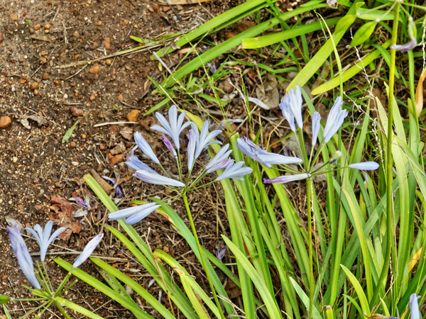 https://lemis.nyc3.digitaloceanspaces.com/grog/Photos/20150215/small/Agapanthus-2.jpeg