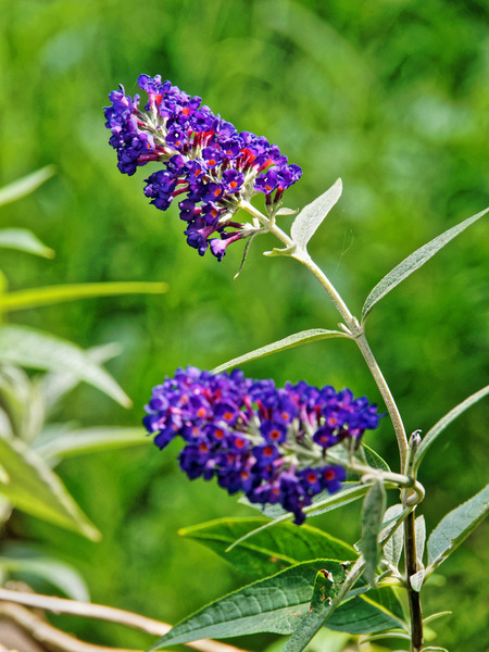 https://lemis.nyc3.digitaloceanspaces.com/grog/Photos/20150215/small/Buddleja-3.jpeg