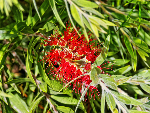 https://lemis.nyc3.digitaloceanspaces.com/grog/Photos/20150215/small/Callistemon-2.jpeg