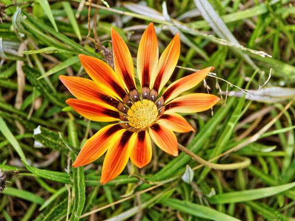 https://lemis.nyc3.digitaloceanspaces.com/grog/Photos/20150215/small/Gazania-4.jpeg