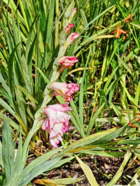 https://lemis.nyc3.digitaloceanspaces.com/grog/Photos/20150215/small/Gladiolus-2.jpeg